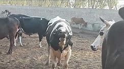 Breathtaking Bull Screaming and has many Cows for mating