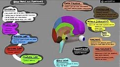 Brain Structure and Function - 3D Animation