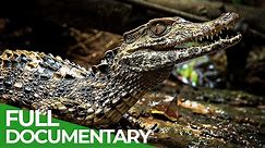 Uncharted - The Beautiful World of the Amazon | Free Documentary Nature