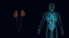 Rayos X del sistema urinario humano animación 3d