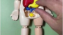 Human body model enlightenment toys can help children understand the structure and function of the