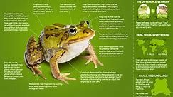 Infographic: All About Frogs