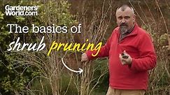 The basics of shrub pruning