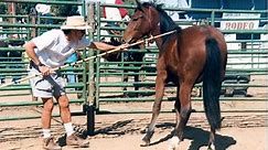 Pole Gentling The Wild Horse