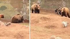 Cat runs for its life after straying into bear enclosure at zoo
