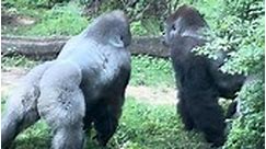 Sibling rivalry by Silverback Gorillas at the Bronx Zoo! #chimpanzee #gorilla #gorillatag #viralvideo #viralreels #reelsvideo #fbreels #reelsfb #ad | The Monkey King