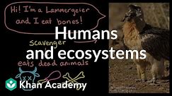 Humans and ecosystems: how do vultures provide ecosystem services? | Khan Academy
