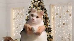 ITS CHRISTMAS EVE #christmas #christmaseve #cat #christmascat #meme #santaiscomingtotown #alliwantforchristmasisyou #lastchristmas #cutecat #funny #fyp #viral #1day