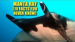Manta Ray 🛌🏼 (10 FACTS You NEVER KNEW)
