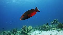 Cheek lined wrasse swimming underwater, side view tracking shot, slow motion. Tropical exotic colorful fish in ocean, ocean ecosystem exploring, marine undersea wild life