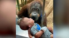 Watch this orangutan ask human mama to bring her baby close so she can see him