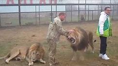 Lucky Tourist escapes Lion attack! Smart zookeeper makes a smart move!