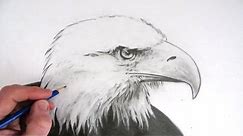 How to Draw an Eagle's Head Narrated Step by Step