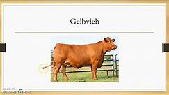 Cattle Breeds and Terms