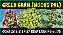 Green Gram (Moong Dal) Farming | How to grow Green Gram plant at Home | Green Gram Cultivation