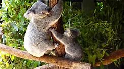 Cute Baby Koala with its mother at Australia Zoo