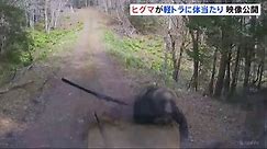 Japan has had so many bear attacks in the past year it’s turning to AI to act as a warning system
