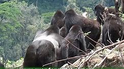 How to go gorilla trek in Uganda/Rwanda gorilla trek price,1 day rwanda gorilla trek ,3 day gorilla trek