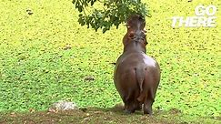 'If I say run, you run': CNN goes searching for Pablo Escobar's hippos