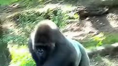 Bronx zoo silverbacks edit #strong #powerful #gorillas | Gorilla King