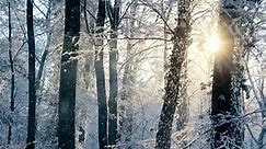 美しい金色の太陽の前の木から雪が降り注ぐ森の中の冬のシーン、スローモーションの動画のパン