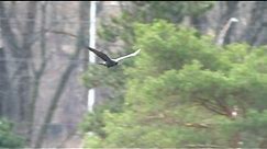 Common Raven In Flight, 4/1/2020 (HD)