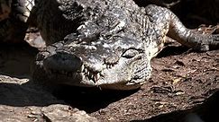 Large Crocodile closeup portrait open mouth with sharp teeth in its natural habitat lying on stones near jungle river. Wildlife nature predator animals of Africa. Dangerous alligator hunting livestock