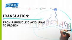 Translation: From Ribonucleic Acid (RNA) to Protein