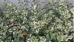 Beautifull hedge plant ligustrum #shorts#mannatgardennlifestyle