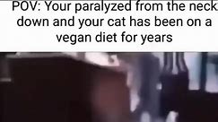 dogs are better 🤷‍♂️ #Vegancat #cat #pets