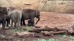 Zoo welcomes baby elephant - see the adorable video!