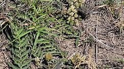 Texas Rarest Milkweed - Prostrate Milkweed