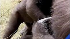 Adorable moment baby gorilla stands up for the first time