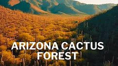Arizona Tucson Sabino Canyon Drone View - Cactus Forest