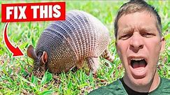 How to Fix Armadillos in the Lawn