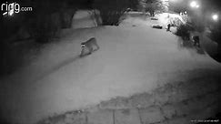 Group of mountain lions caught on Colorado home security camera