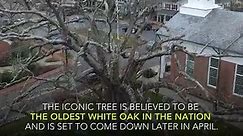 600-year-old white oak tree lives on through offspring