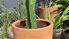 Euphorbia Candelabrum, no es un 🌵 cactus, botánicamente es una suculenta maravillosamente estética, de bajo consumo hídrico, crece muy rápido y de grandes alturas y necesita mucha luz!! Lo importante es: - guantes -piedras para tapar el fondo y tenga buen drenaje - sustrato de cactus o suculenta de @ourgardencl - regar 1 vez al mes -mucha luz Encuéntrala en la tienda-taller!! Te espero!! Pasaje lo Beltran 1765 vitacura! (Coordinamos x interno) Envíame mensaje haz click en el link de la Bio What