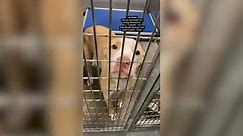 Shelter Dog On Death Row Has Distressing Reaction To Kennel Being Opened