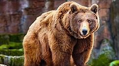 5 Largest Bears In The World You'll Never Believe Are Actually Real!