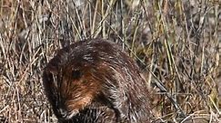 A North American beaver enjoying the sunshine and grooming/working on its waterproofing. Fun fact, beavers have castor glands near the base of their tail, those glands secrete an oil that the beavers combs through their fur with their specialized toenail, also called a grooming claw. This oil keeps the beavers fur waterproof! . . . . . . . . . . . . #BestOfTheKeystoneState #BestOfTheUSA_Nature #BestOfThe_Globe #BUSA_Shutterbug #PAWilds #Raw_VIP #Raw_Wildlife #Raw_AllNature #TeamPAWild #EarthOutd