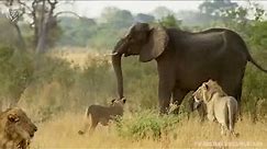 Extreme fights Lion vs Elephant who saved her baby, Wild Animals Attack