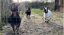Cuatro cabras pigmeas de un zoológico en México fueron cocinadas para una fiesta | Video