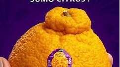 Spot the enormously delicious Sumo Citrus in your produce aisle while it's still in season!