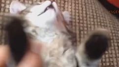 Funny Cat Videos to Keep You Smiling! 🐱