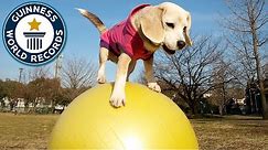 Fastest dog on a ball - Guinness World Records