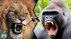 Lion vs Gorilla|| Real fight