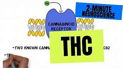 2-Minute Neuroscience: THC