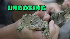 Unboxing Iguana