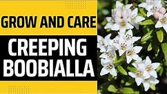 How To Grow And Care For Creeping Boobialla (Myoporum Parvifolium)